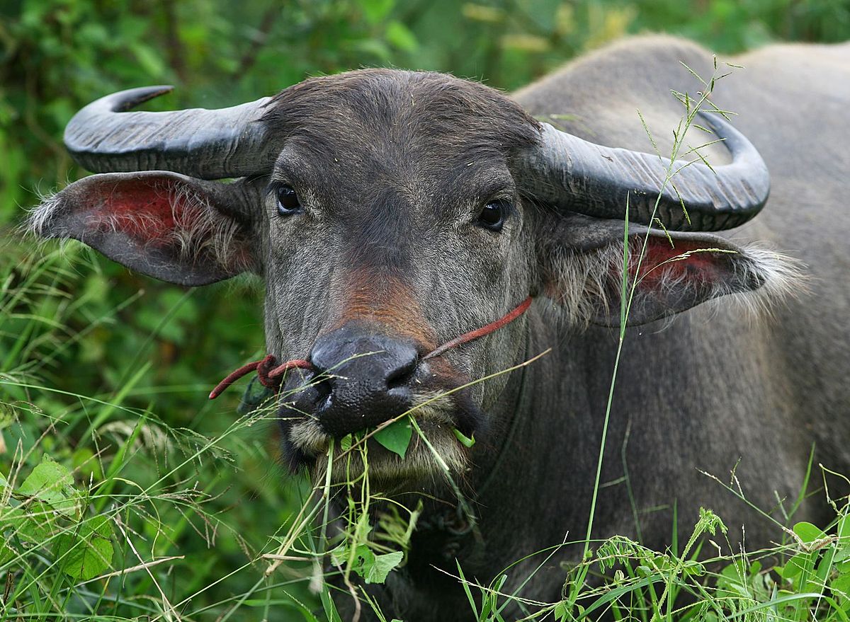 Các thầy thuốc Đông y có thể thay thế sừng tê giác bằng sừng trâu nước khi bào chế thuốc chữa bệnh