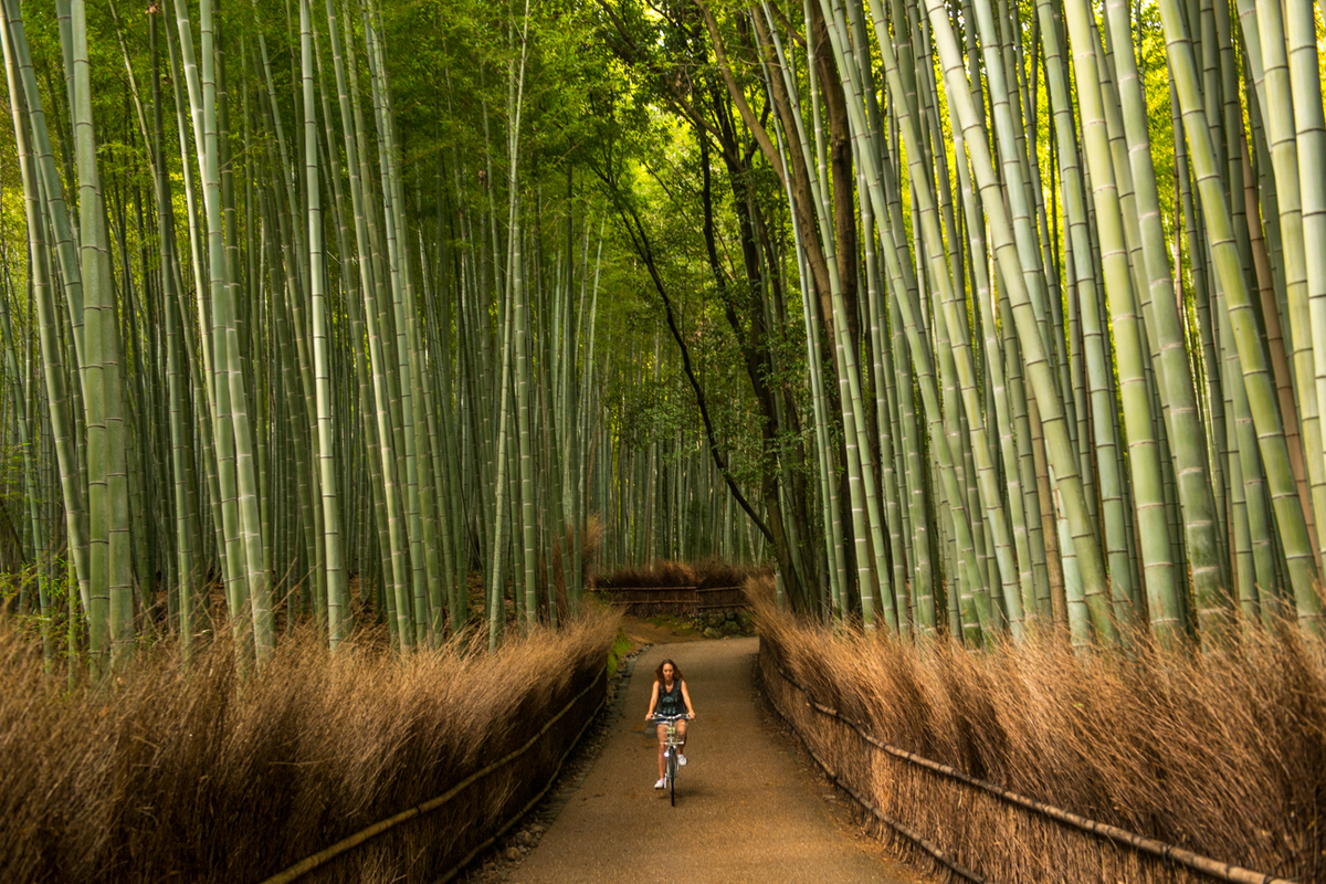 Rừng tre Arashiyama đẹp mê mẩn